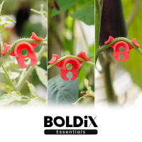 BoldiX LST Clips Pflanzenbieger – 90° Clips,...