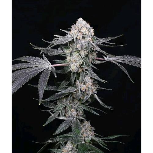 Compound Genetics - High Society 5 Samen
