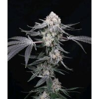 Compound Genetics - High Society 5 Samen